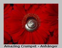 Amazing Crumpet Ohrringe & Amazing Crumpet Armband